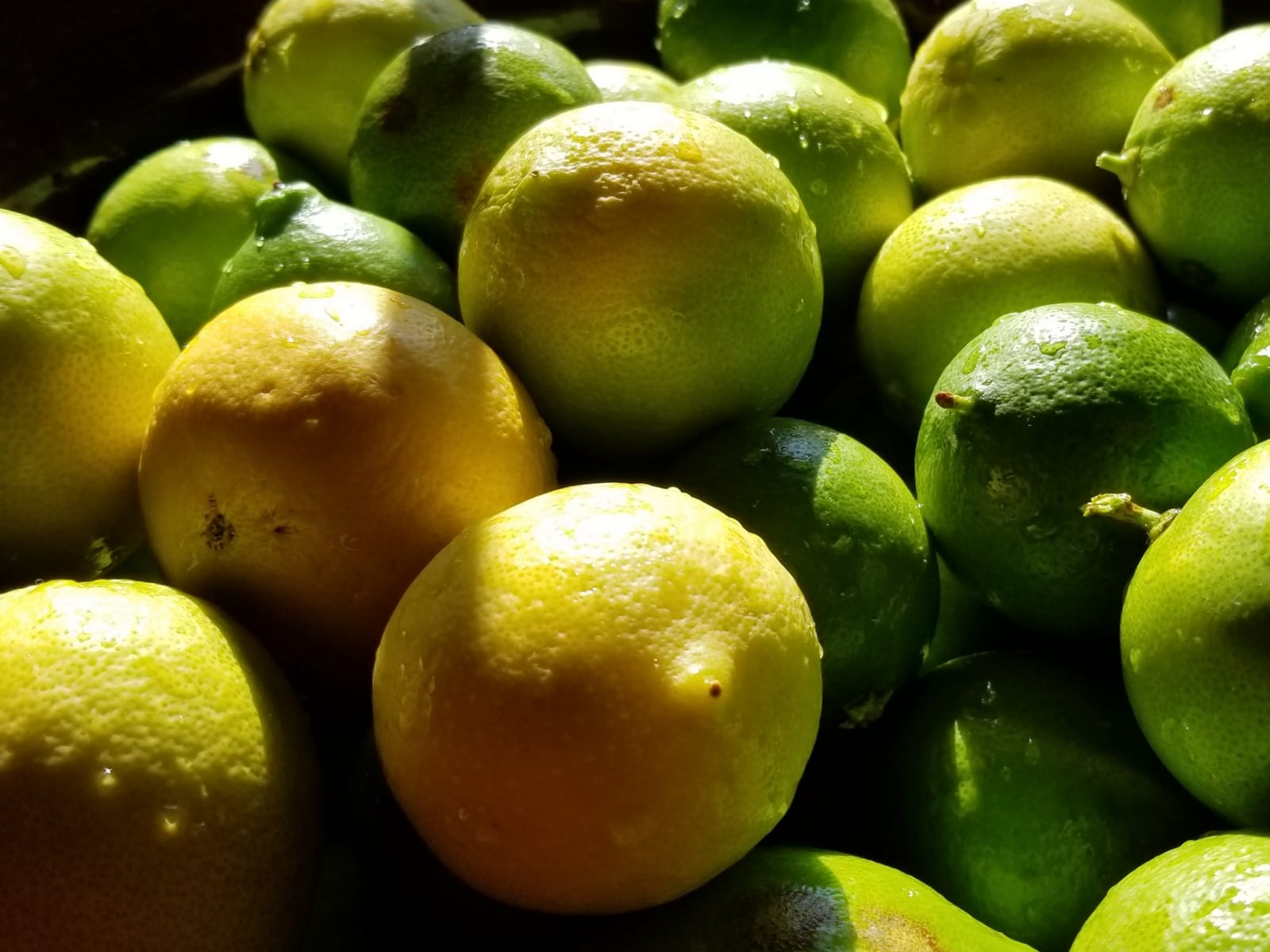 Los mejores frutos / The best fruits